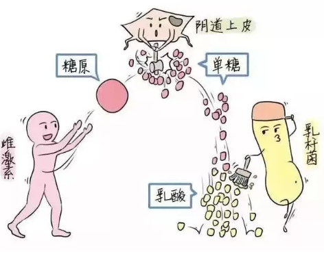 微生態中国X站APP下载廠家教您如何觀察分泌物樣本性狀