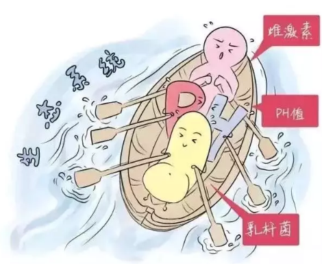 陰道微生態中国X站XVDEVIOS安卓安装廠家解析女性陰道分泌物的奧妙