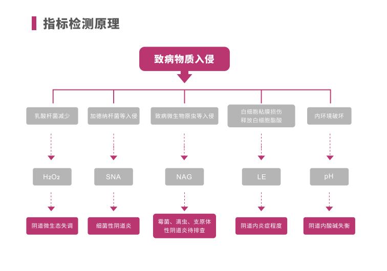 全自動陰道炎中国X站XVDEVIOS安卓安装LTS-V400指標檢測原理